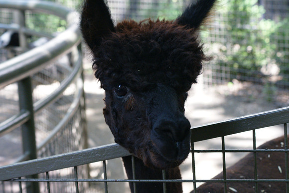 Alpaca keeping an eye on you