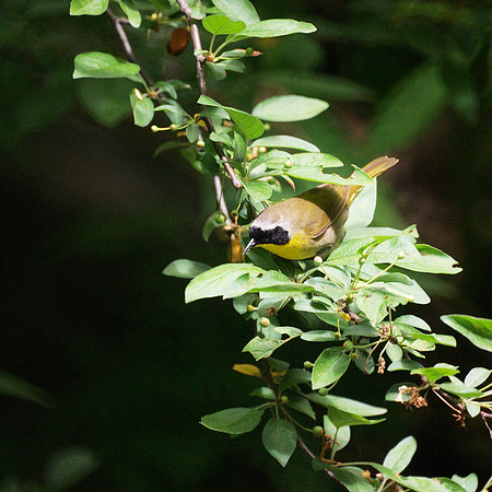 Common Yellowthroat, Central Park