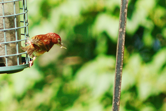 Purple Finch at Traveler Books
