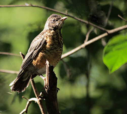 Fledgling Robin, Central Park