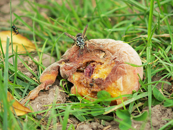 Wasp and Peach, Brooklyn Botanic Garden