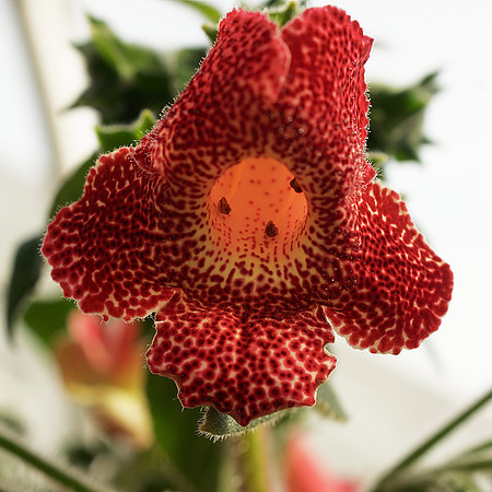 Kohleria 'Longwood'