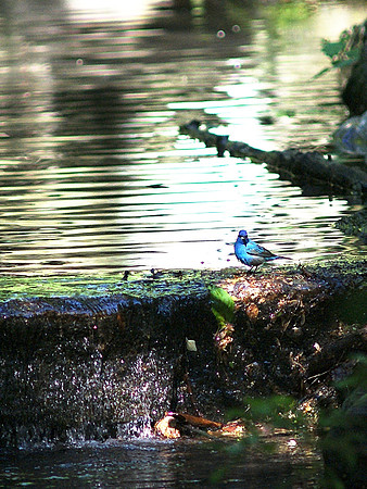 Indigo Bunting