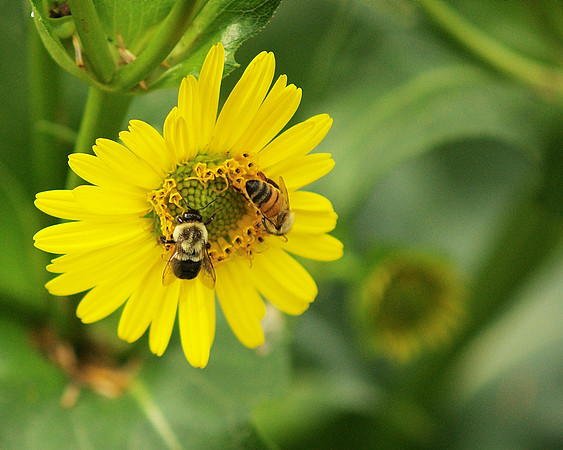 Bees at work, Brooklyn Botanic Garden