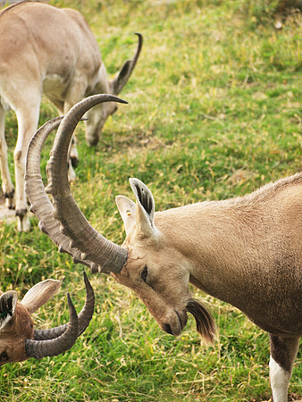 Ibex dominance