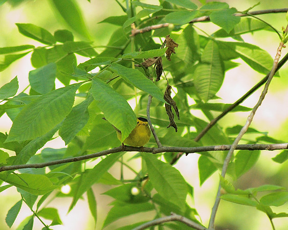 Wilson's Warbler, Central Park