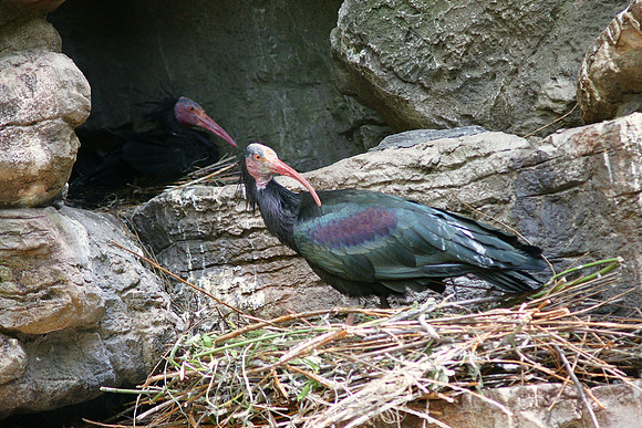 Waldrapp Ibis, Bronx Zoo