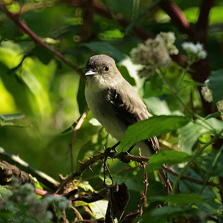 Eastern Phoebe, Central Park