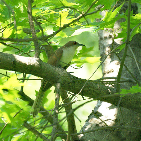 Black-Billed Cuckoo, Central Park