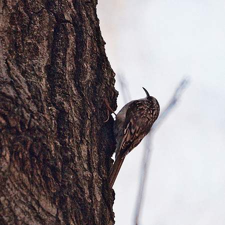 Brown Creeper