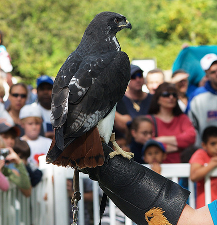 Hawk