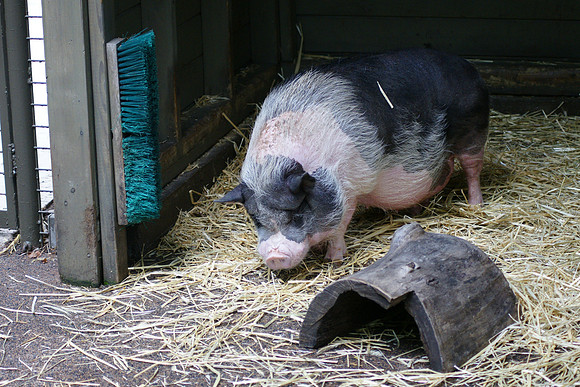 Pot-Bellied Pig, Central Park Zoo