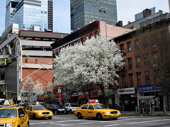 Callery Pear trees, Ninth Avenue, Hell's Kitchen