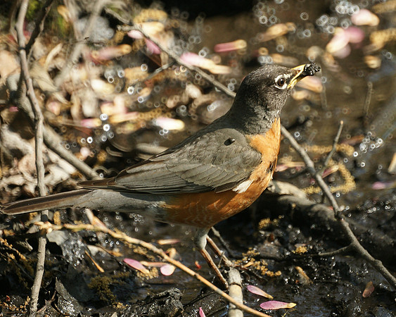 Robin with a tasty snack, the Gill, Central Park