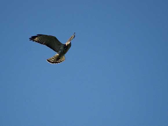 Broad-Winged Hawk, Central Park