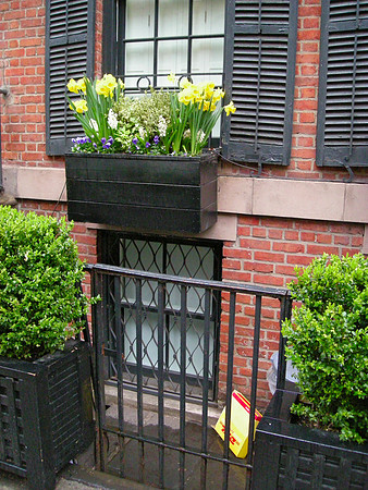 spring's yellow flowers