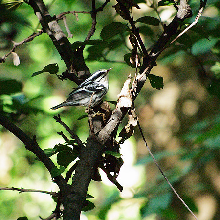Black and White Warbler