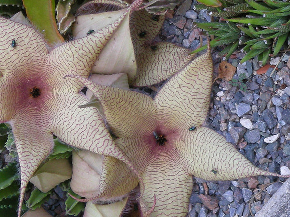 Stapelia-gigantea-03
