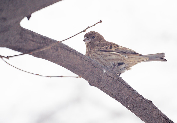 House Finch, Central Park