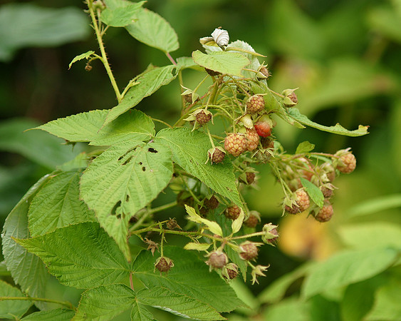 Wild Raspberry