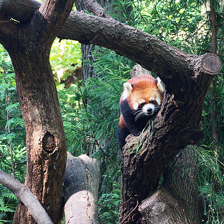 Here begins The Story of the Red Pandas