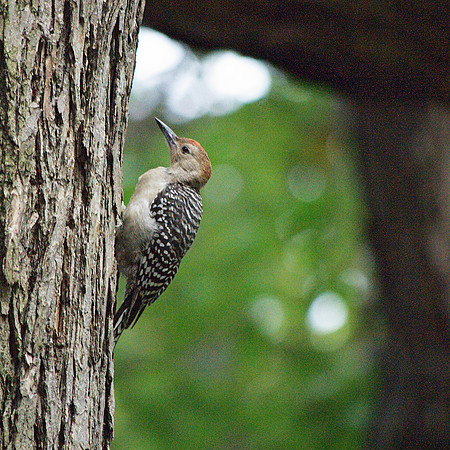 Red-Bellied Woodpecker, Theodore Roosevelt Park