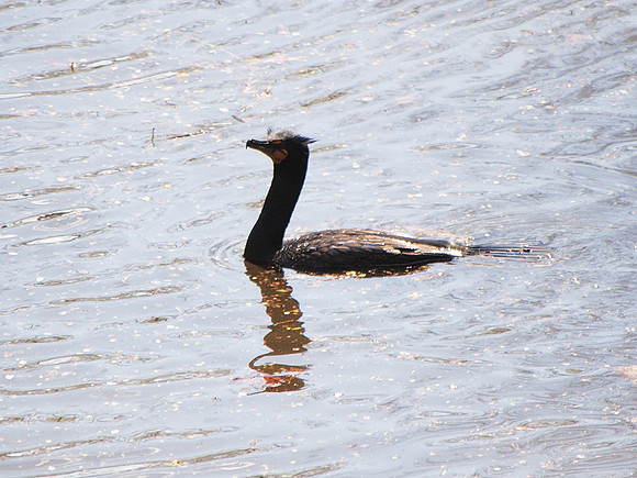 Cormorant, Turtle Pond