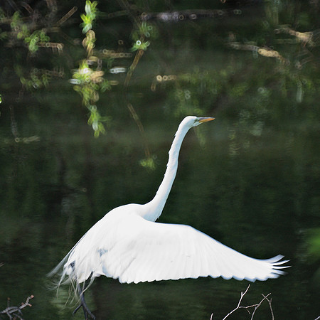 Great Egret taking off