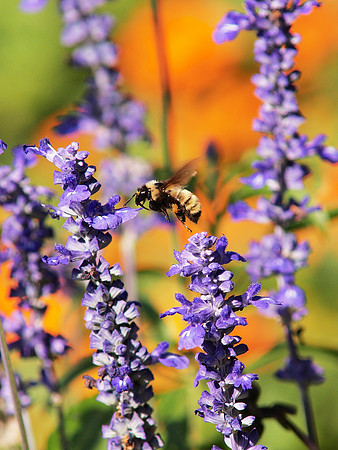 Bee, Flower, etc.