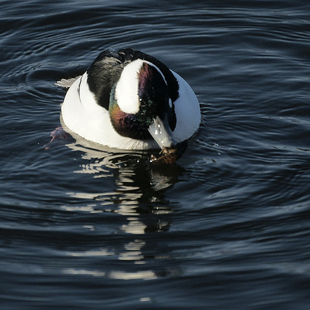 Bufflehead and prey, Central Park Reservoir