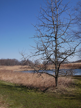 The Meadow, Longwood