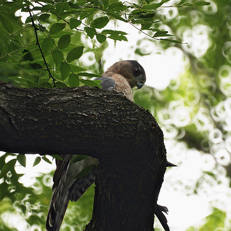 Cooper's Hawk, Central Park