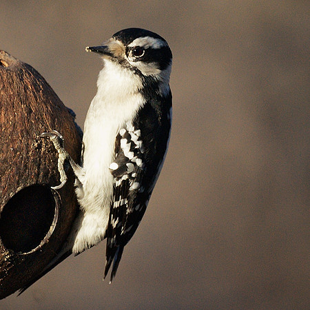 Downy Woodpecker