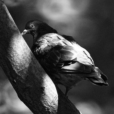 shadowed pigeon