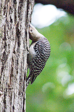 Red-Bellied Woodpecker, Theodore Roosevelt Park