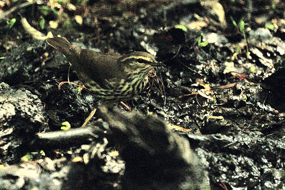 Northern Waterthrush