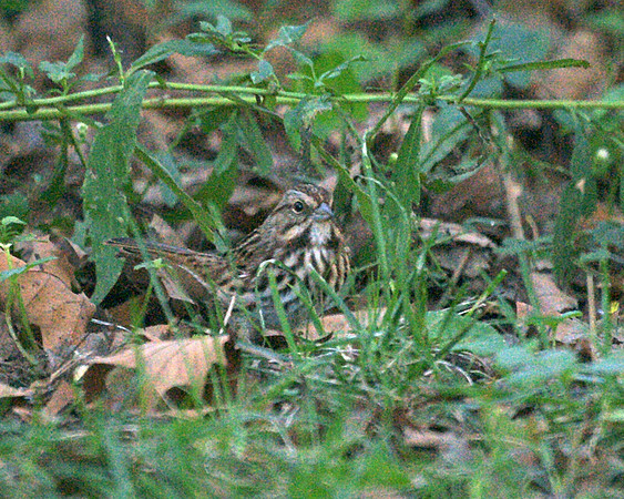 Song Sparrow, Central Park