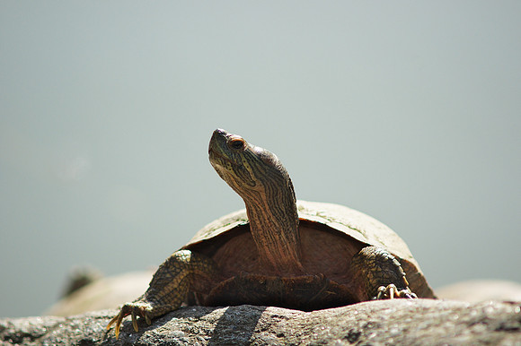 Turtle, Central Park Lake