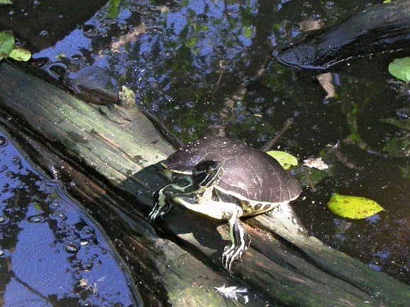 basking turtle