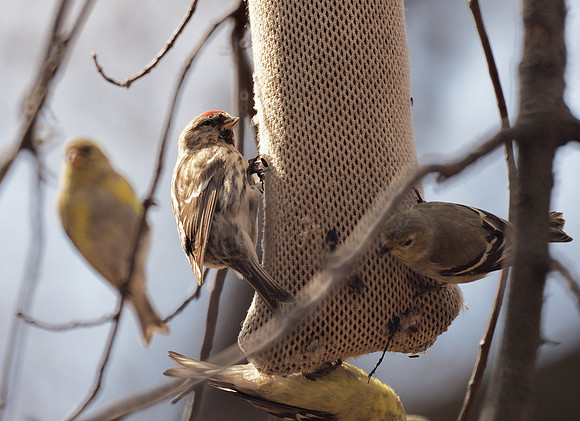 Common Redpoll and Goldfinches, Central Park