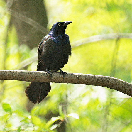 Common Grackle, Central Park