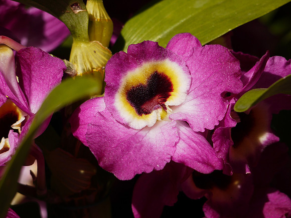 Dendrobium orchid