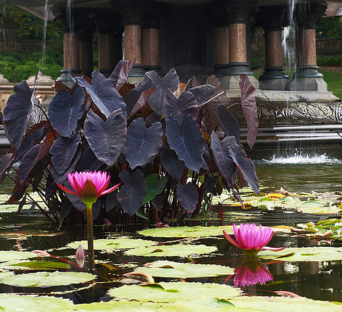 Water Lilies, Bethesda Fountain