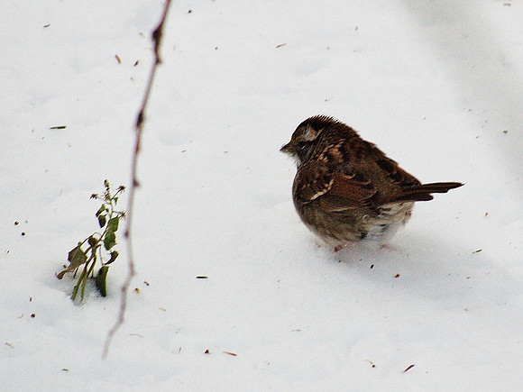 White-Throated Sparrow, Central Park