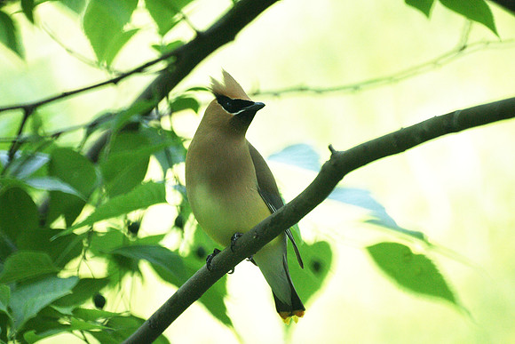 Cedar Waxwing, Central Park