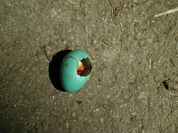 Broken robin's egg, Central Park