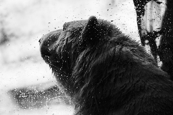 Gus the Polar Bear in a contemplative mood