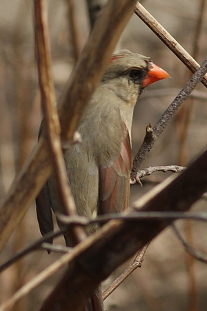 female cardinal