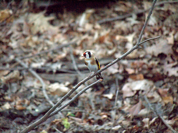 European Goldfinch, Central Park