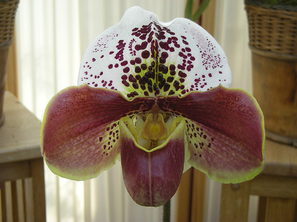 Paph-ManiacXLippespot-02